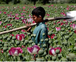 Washington, Kabul Losing War on Drugs in Afghanistan: US State Department